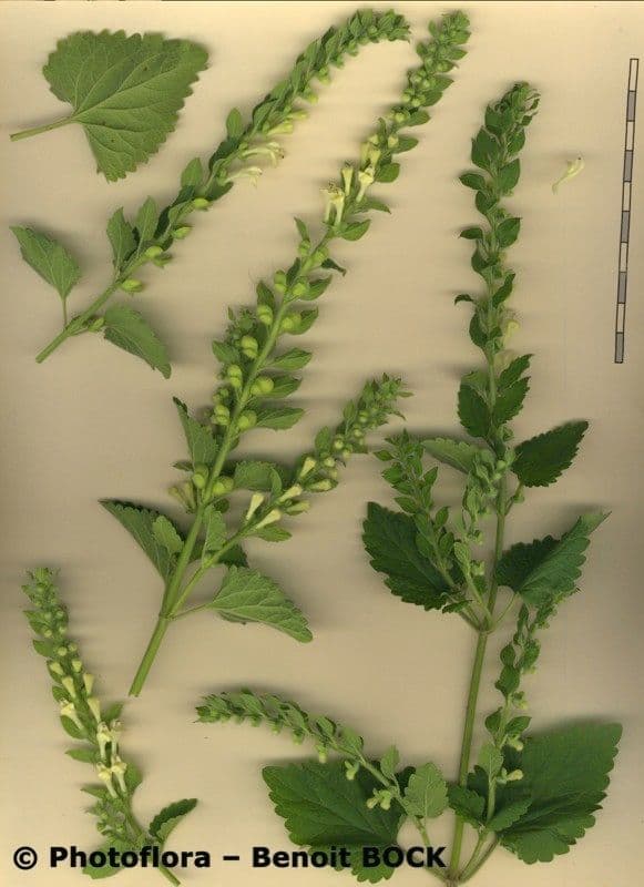 Scutellaria 17