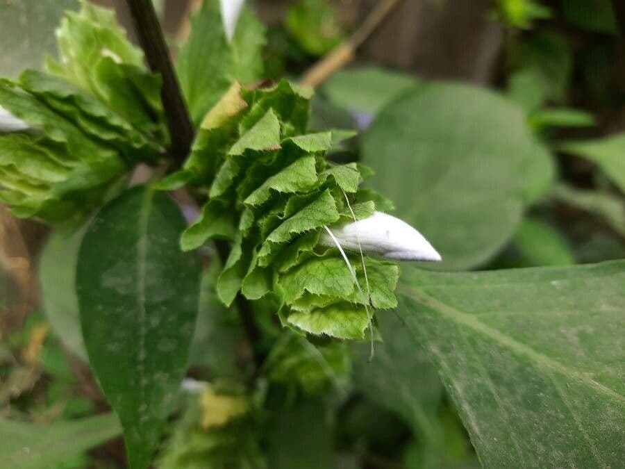 Barleria 16