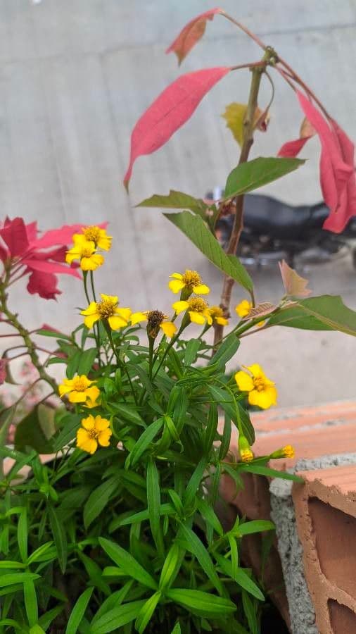 Tagetes 21