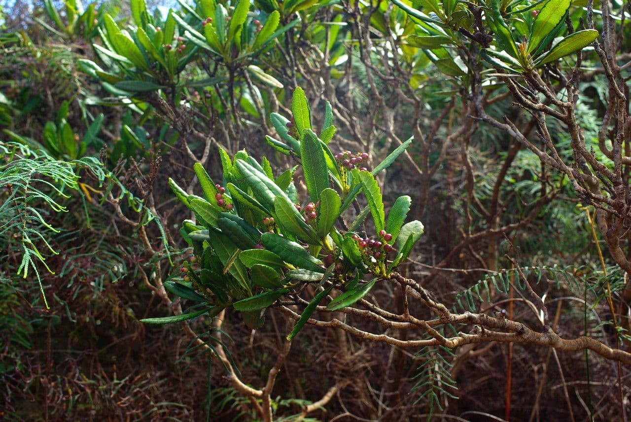 Canacomyrica 7