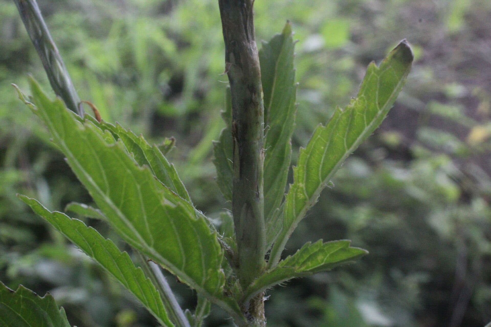 Stachytarpheta 10