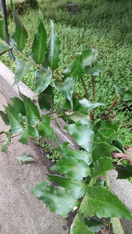 Cyrtomium falcatum 8