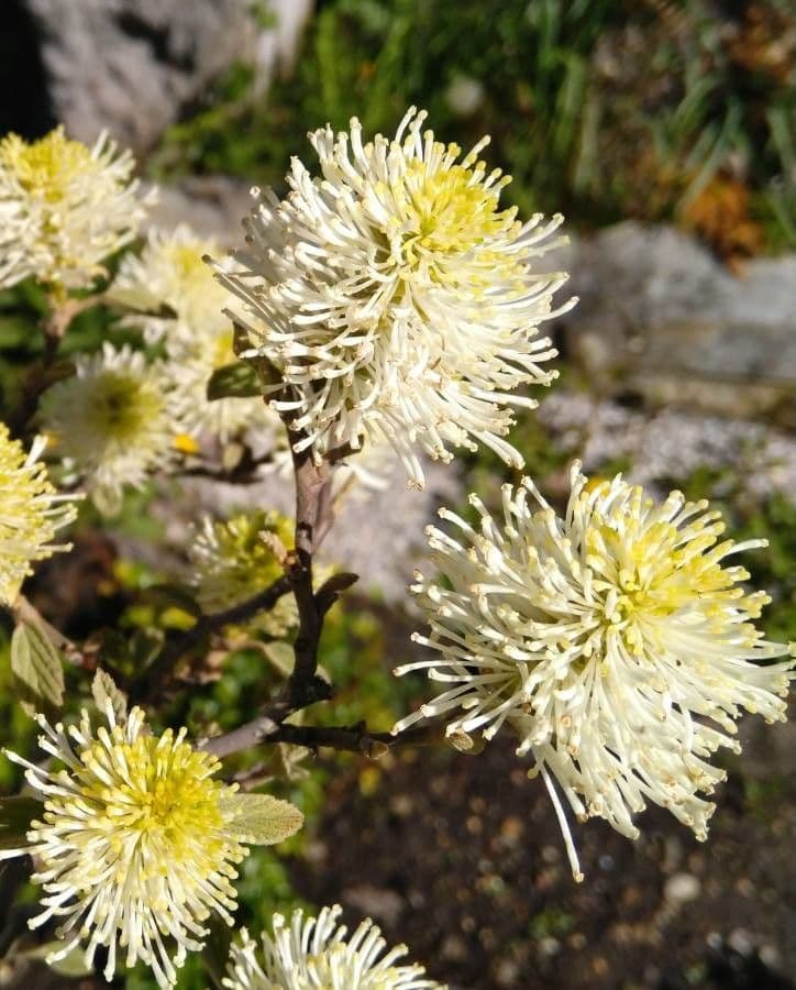 Fothergilla di Garden 8