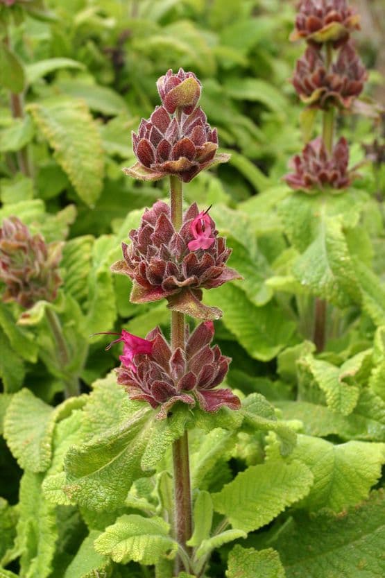 Salvia spathacea 4