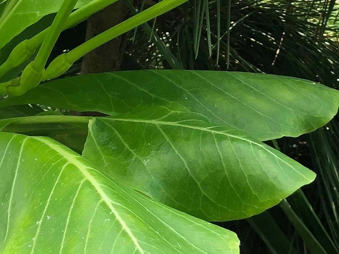 ʻŌlulu 17