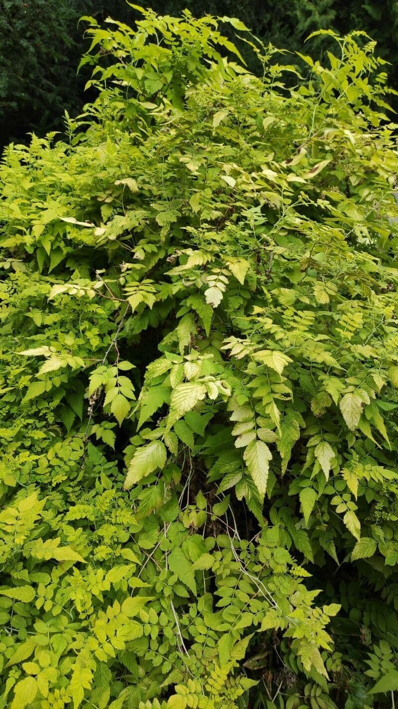 Weiße Schösslinge-Brombeere 3