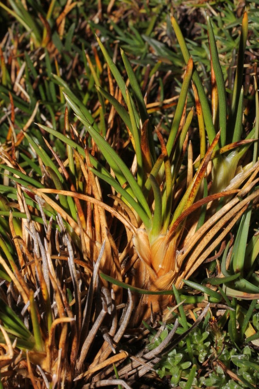 Oxychloe andina 16