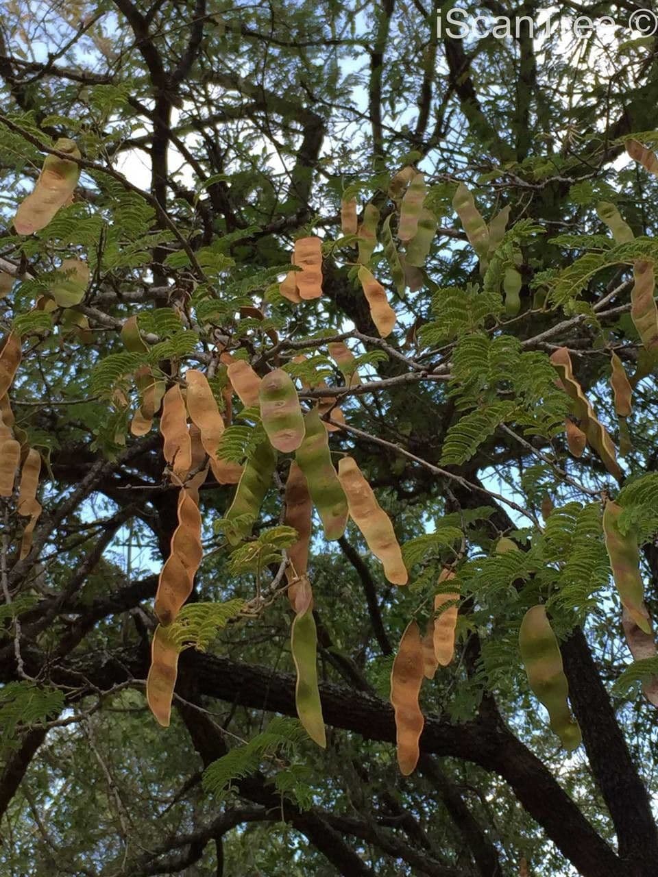Albizia