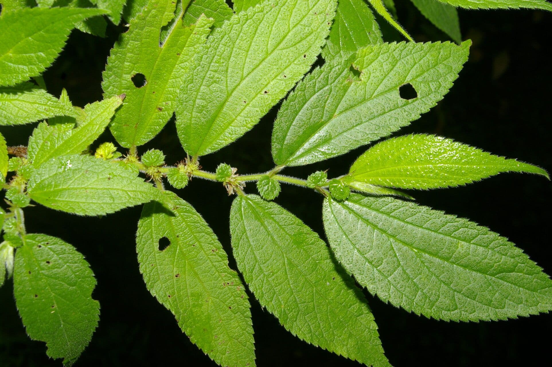 Boehmeria à feuilles d'orme