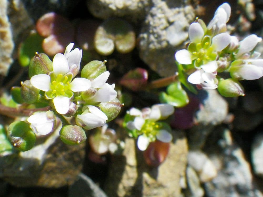 Coclearia danese 26