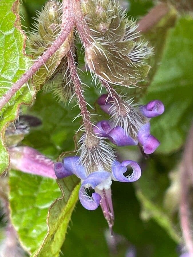 Trachystemon d'Orient 11