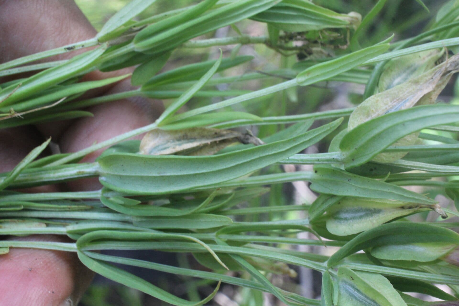 Schultesia guianensis 8