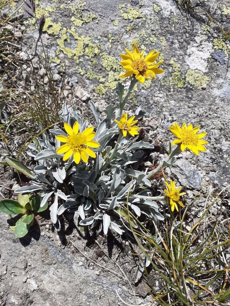 Senecio 6