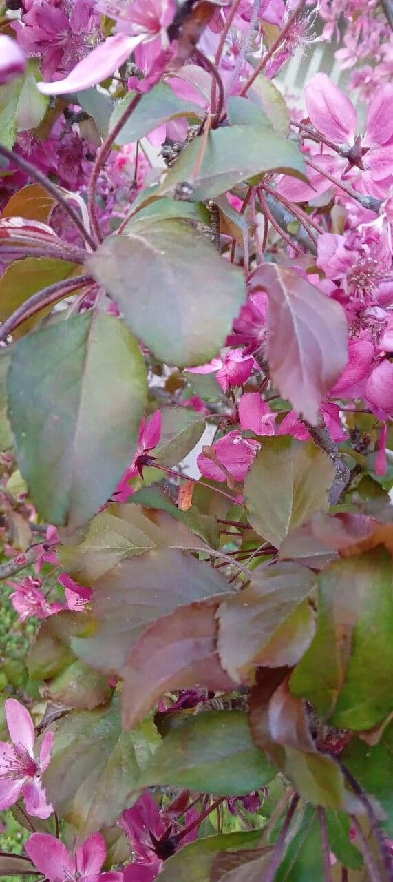 Melo da fiore del Giappone 17