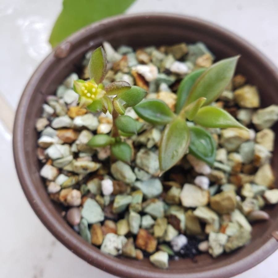 Crassula di Volkens 6