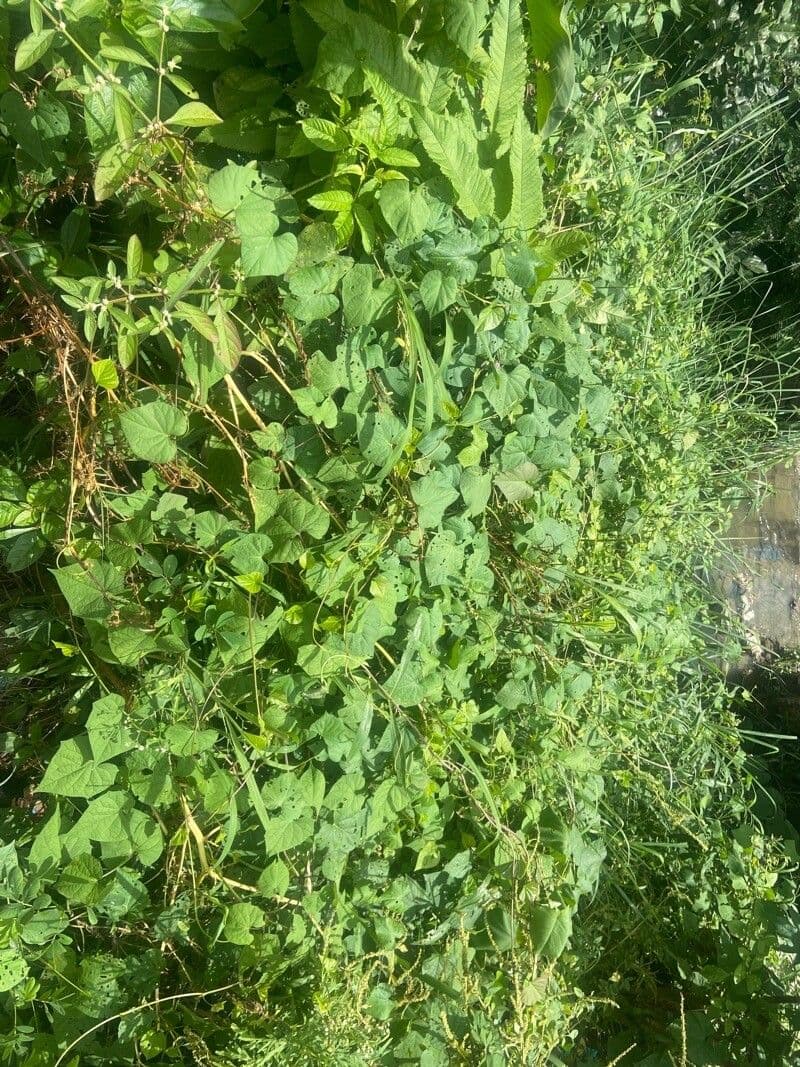 Ipomoea triloba 12