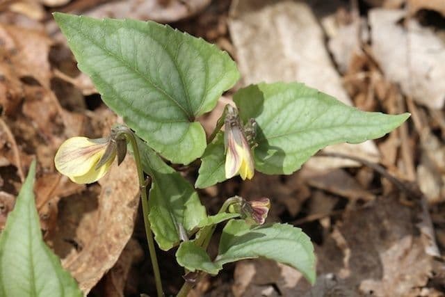 Viola hastata 7