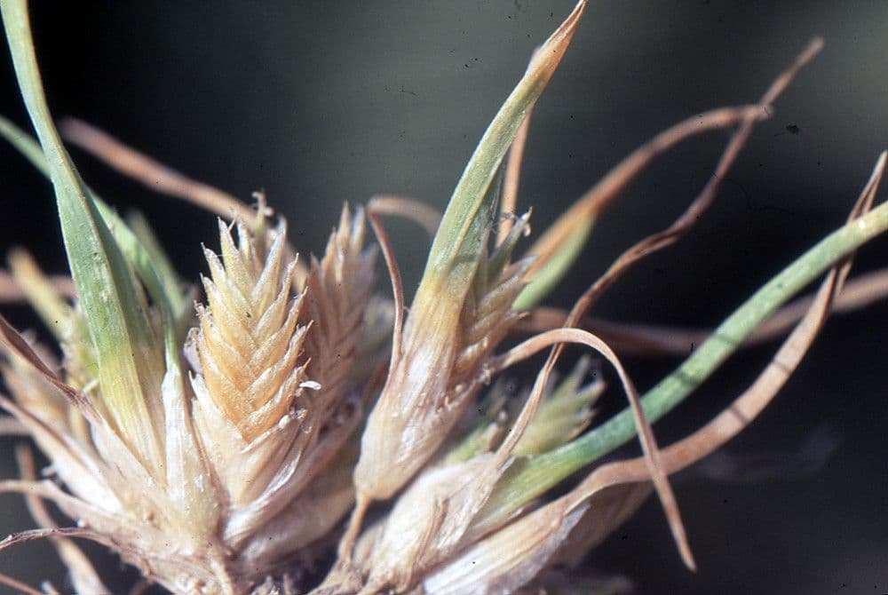 Ammochloa 2
