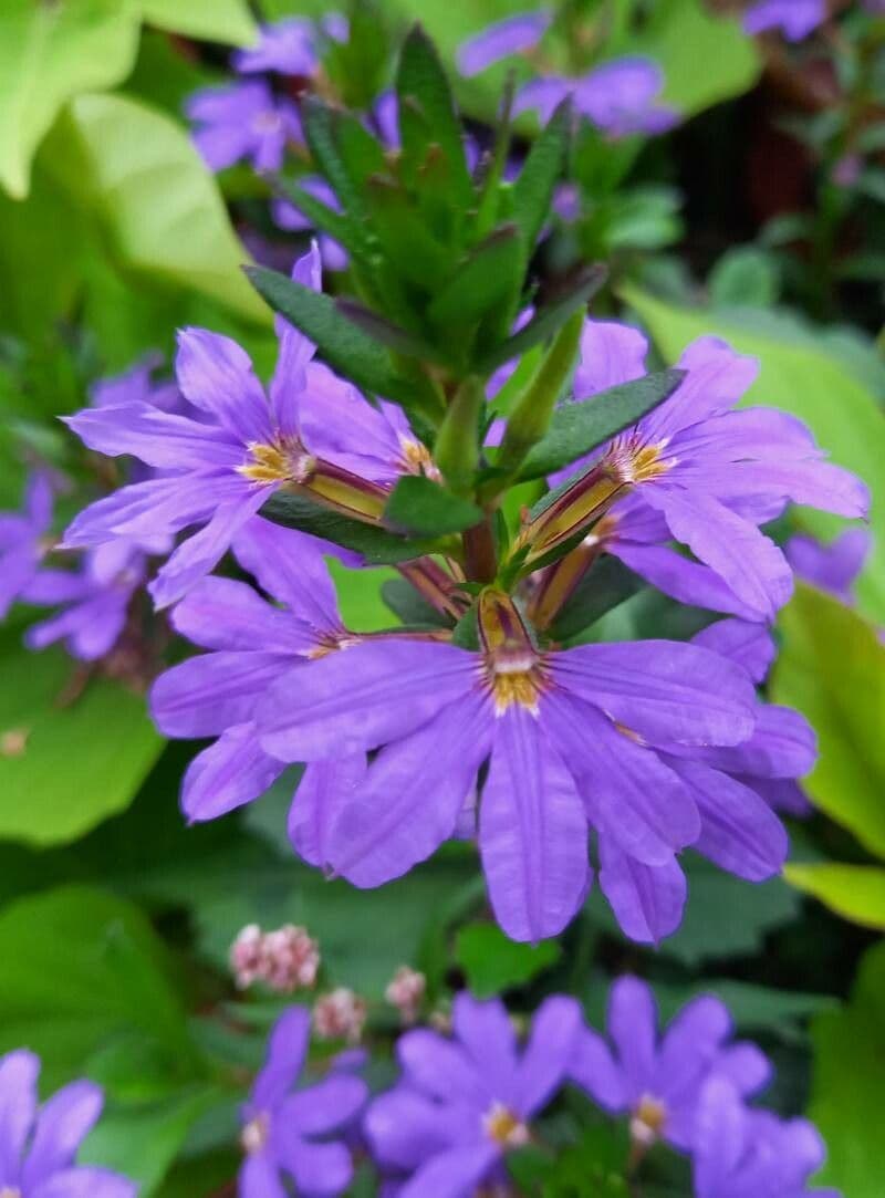 Scaevola 3