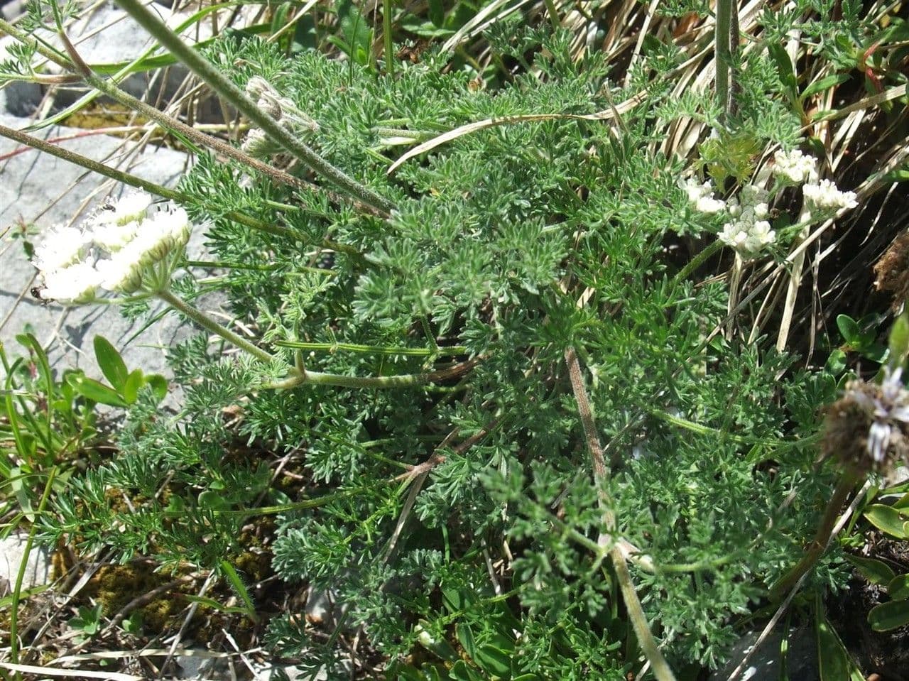Athamanta cretensis 20