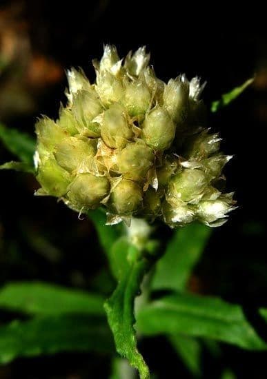 Pseudognaphalium dvubarvé 4