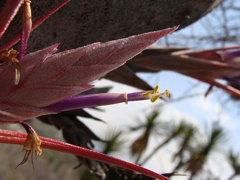 Tillandsia