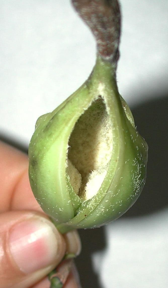 Orchidée nocturne 5
