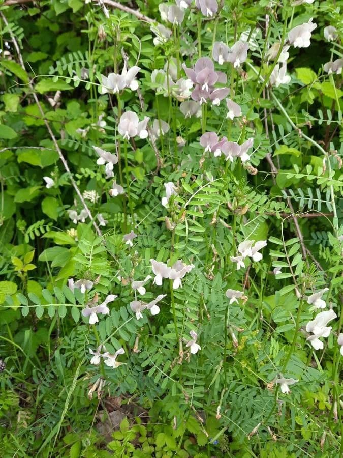 Vesce à grandes fleurs 13
