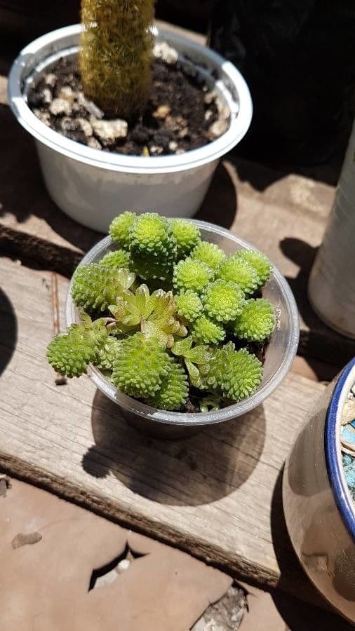 Vielblättrige Monanthes 6