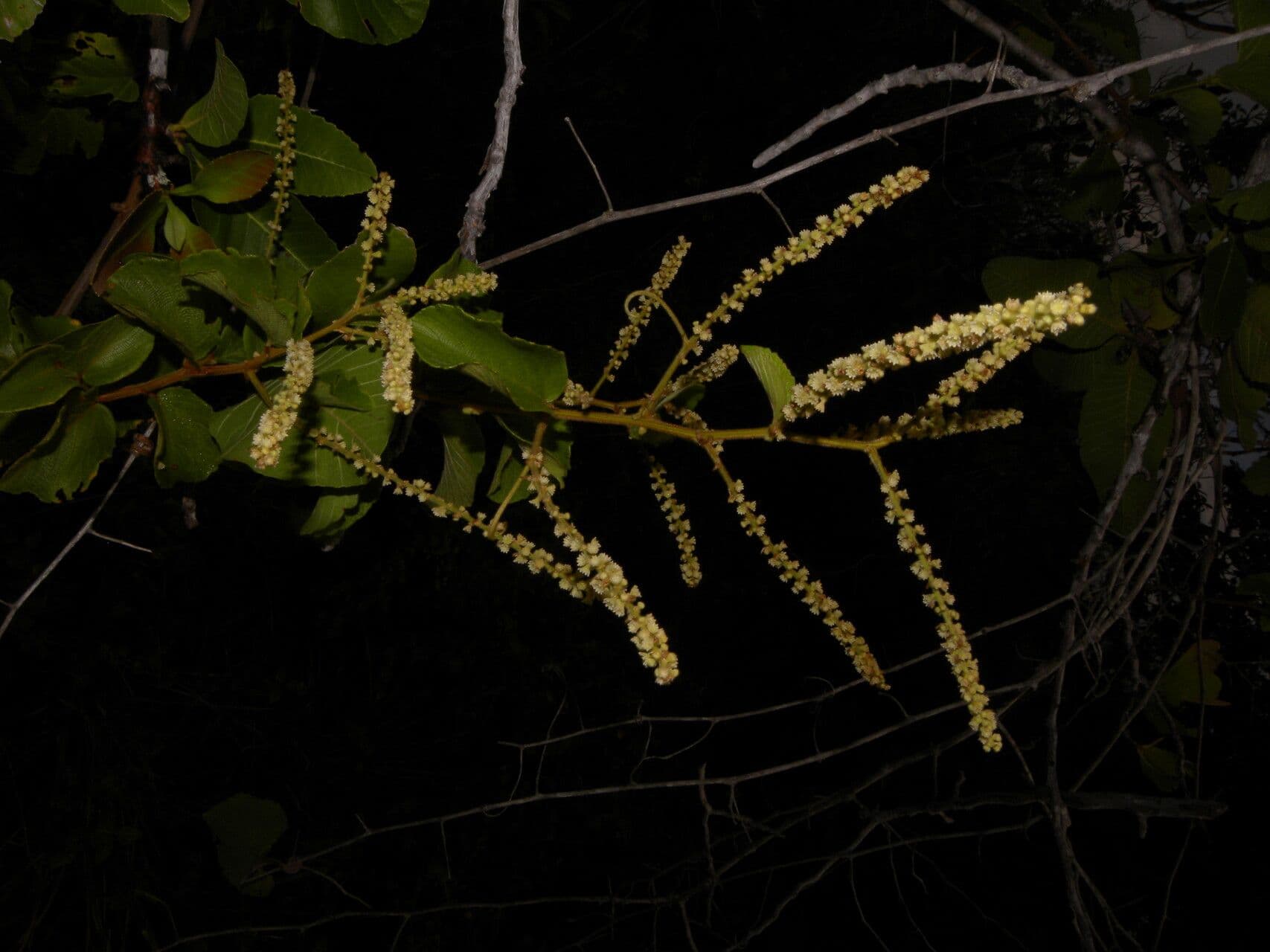 Gouania vellutata 8