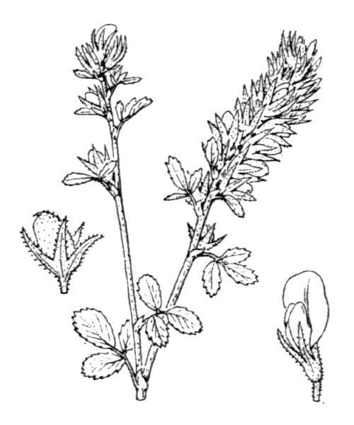 Bugrane diffuse 16