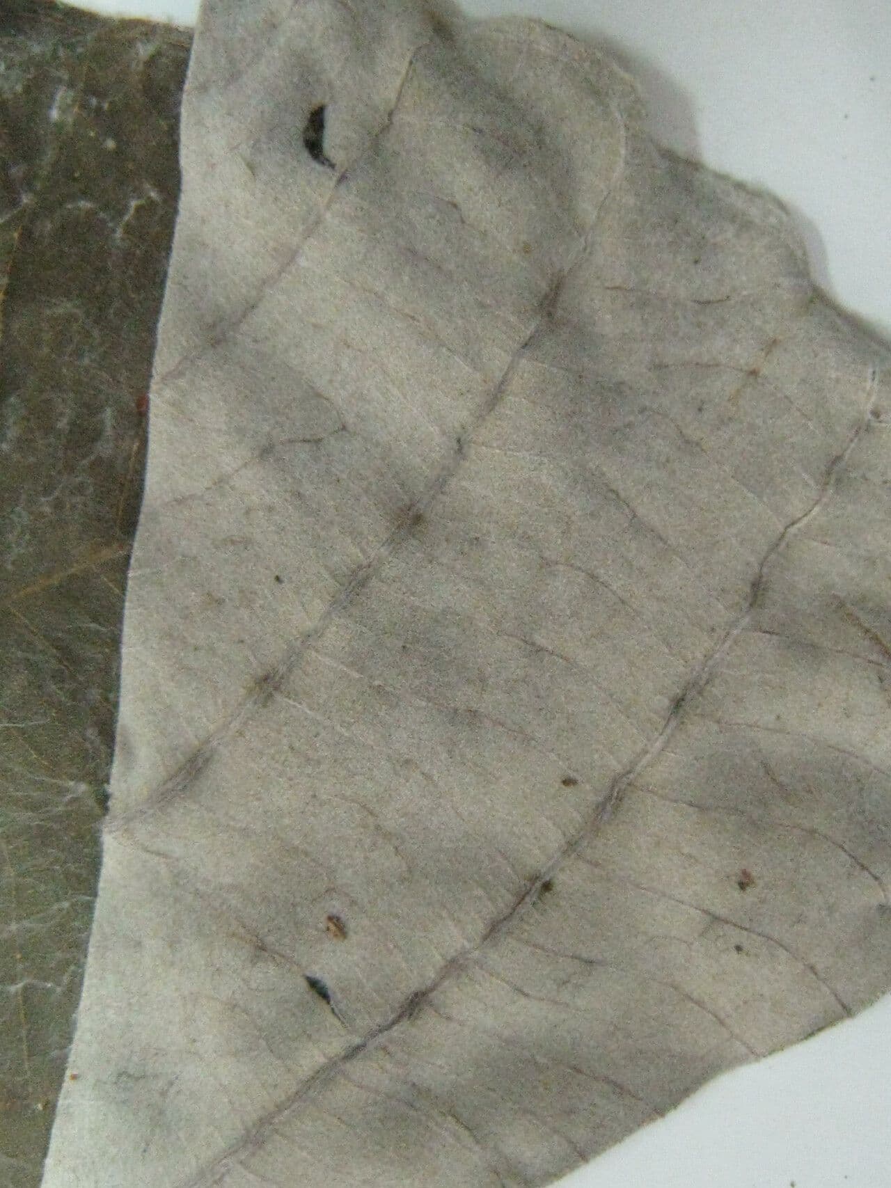 Cecropia 18