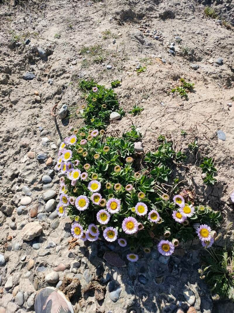 Fleabane glaucus 12