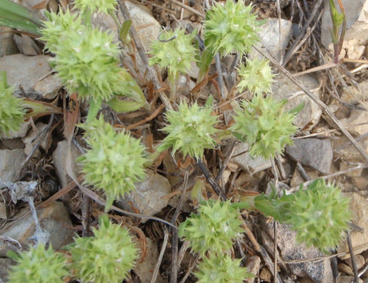 Valerianella coronata 15