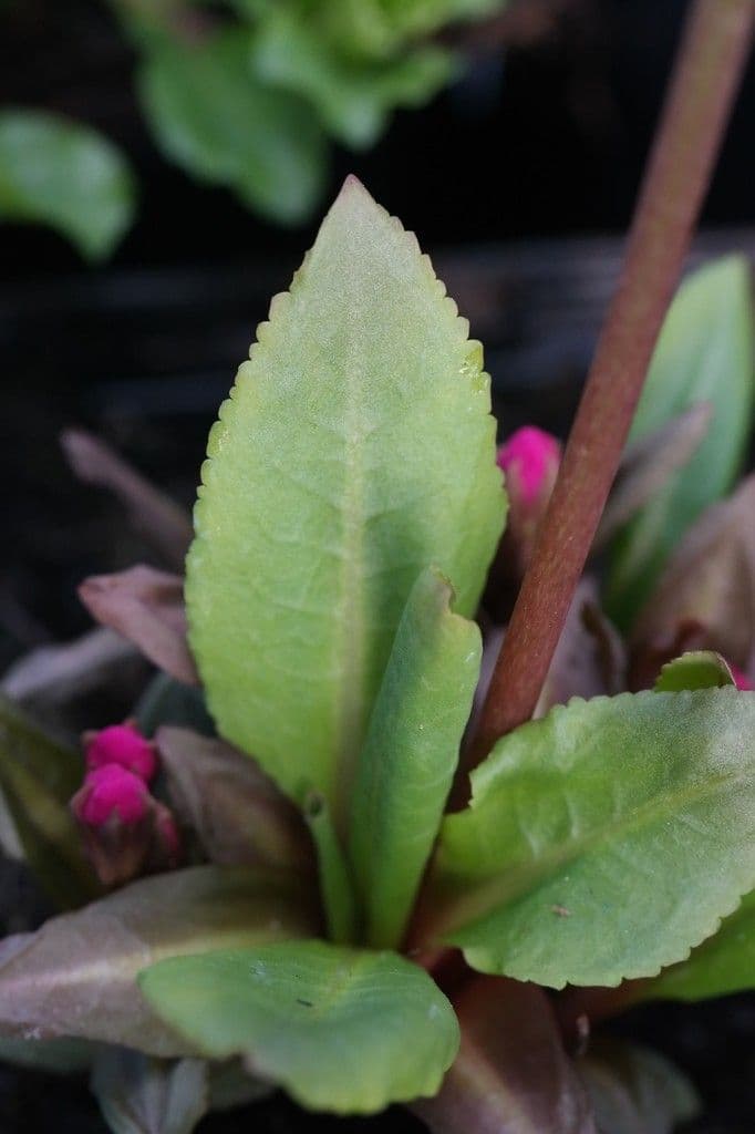 Primula 6