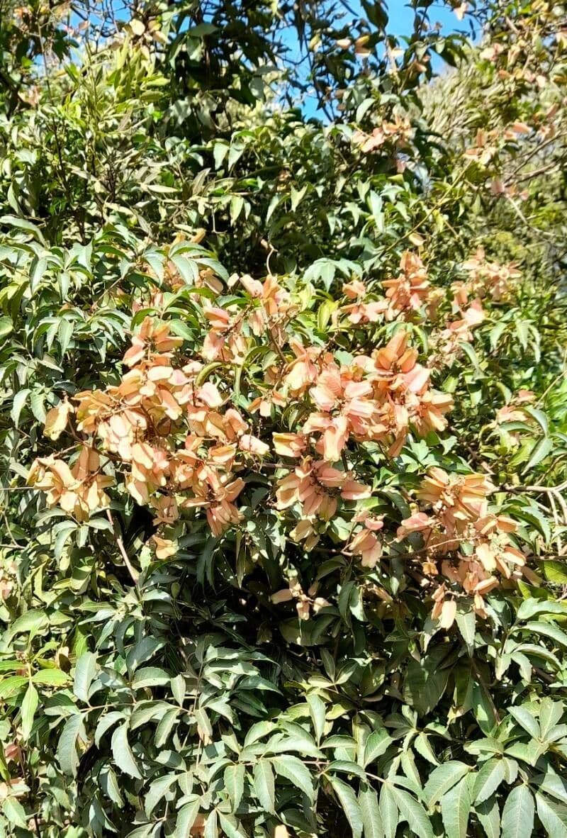 Serjania 2