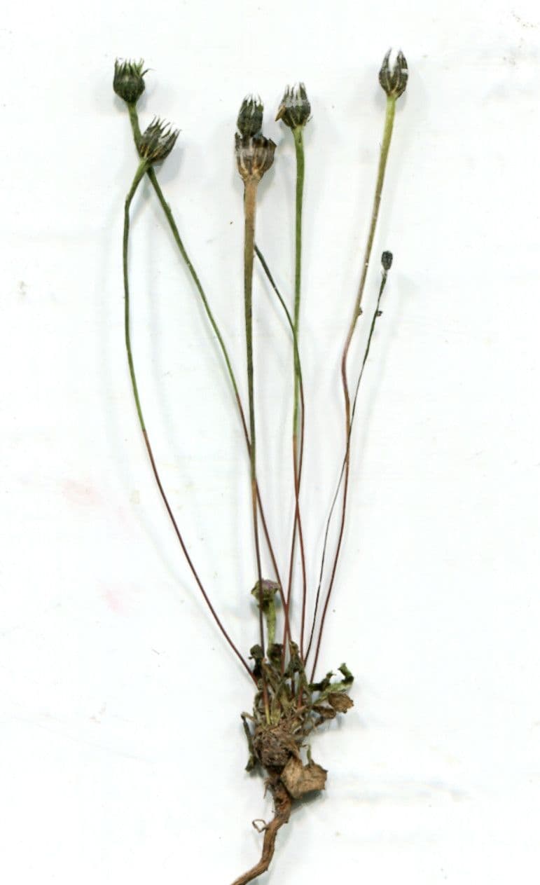 Arnoseris 10