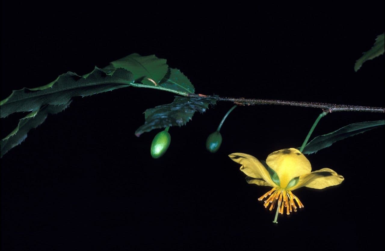 Ochna violacea 4