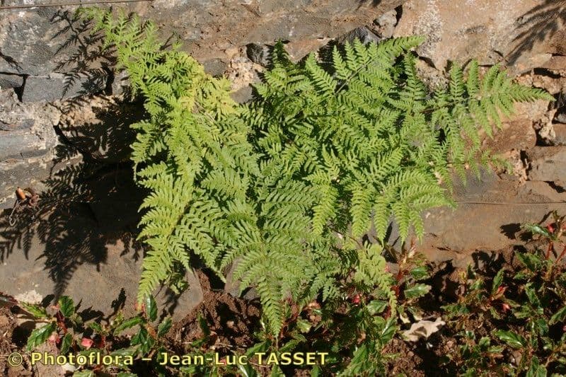 Pteris multifide