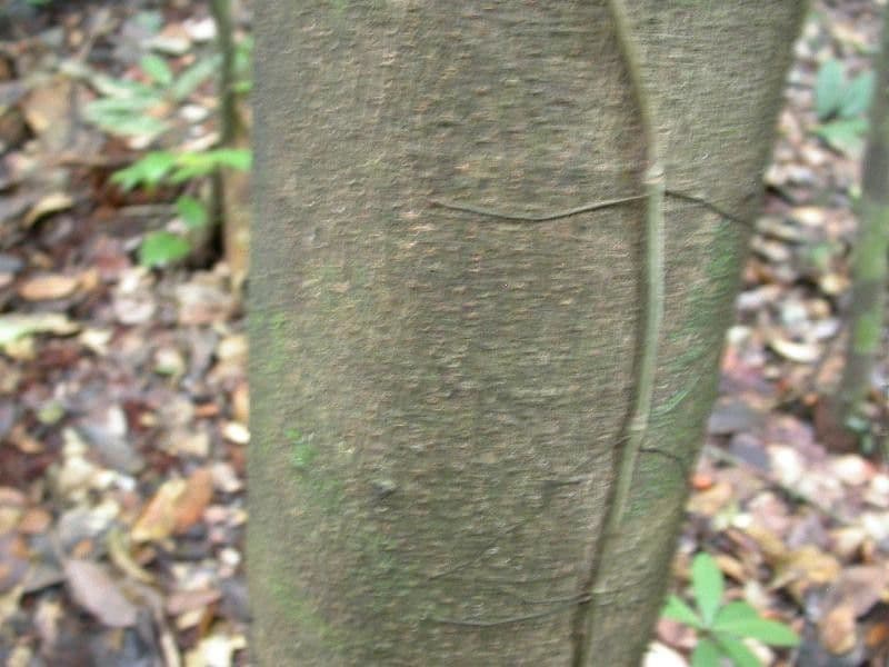 Eperua 17