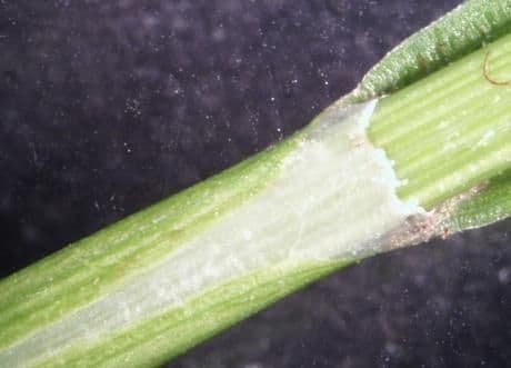 Carex normal 10