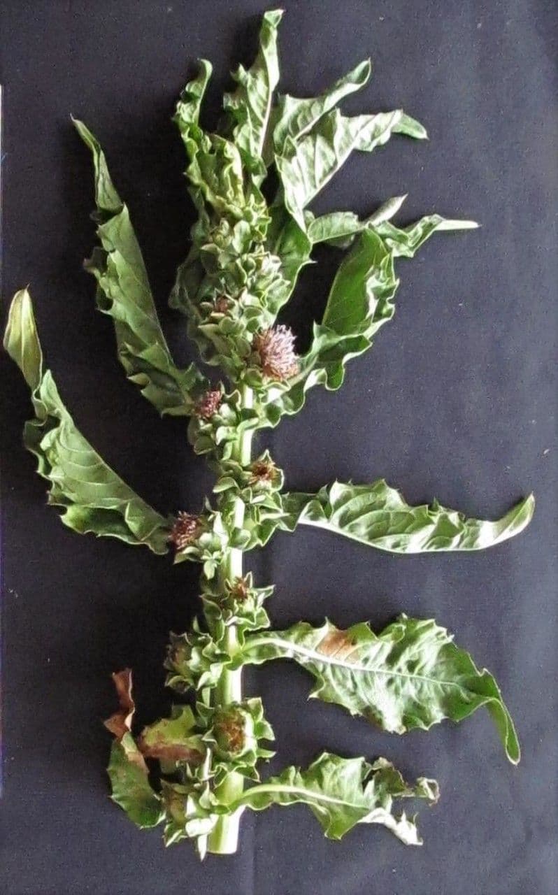 Essbare Pacourina 7