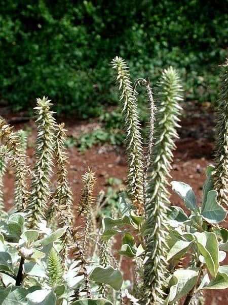 Achyranthes