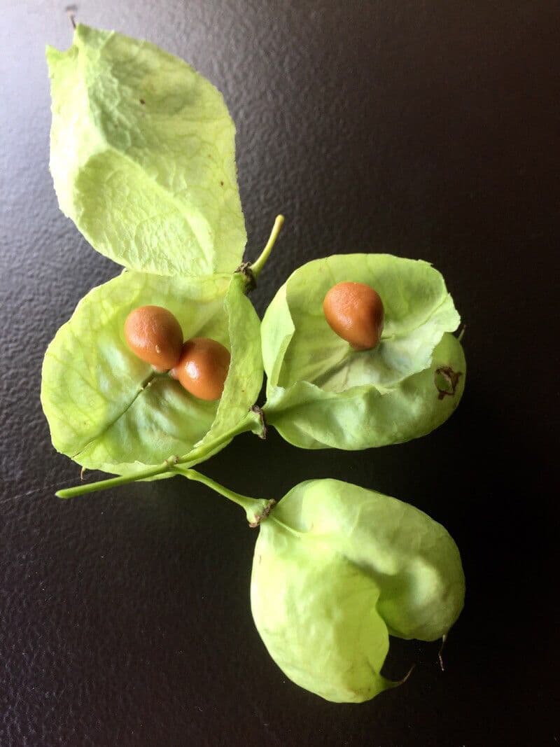 Staphylea pinnata 29