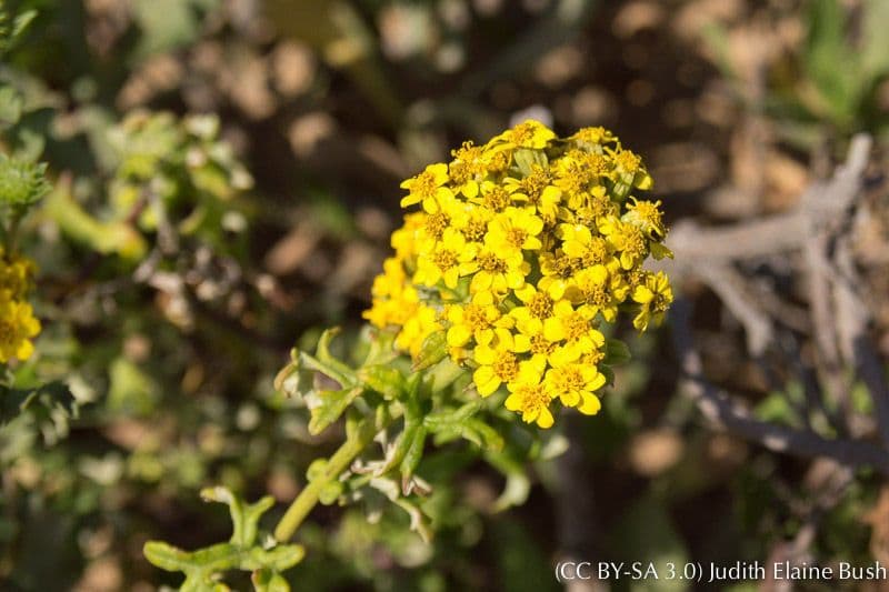 Eriophyllum 10