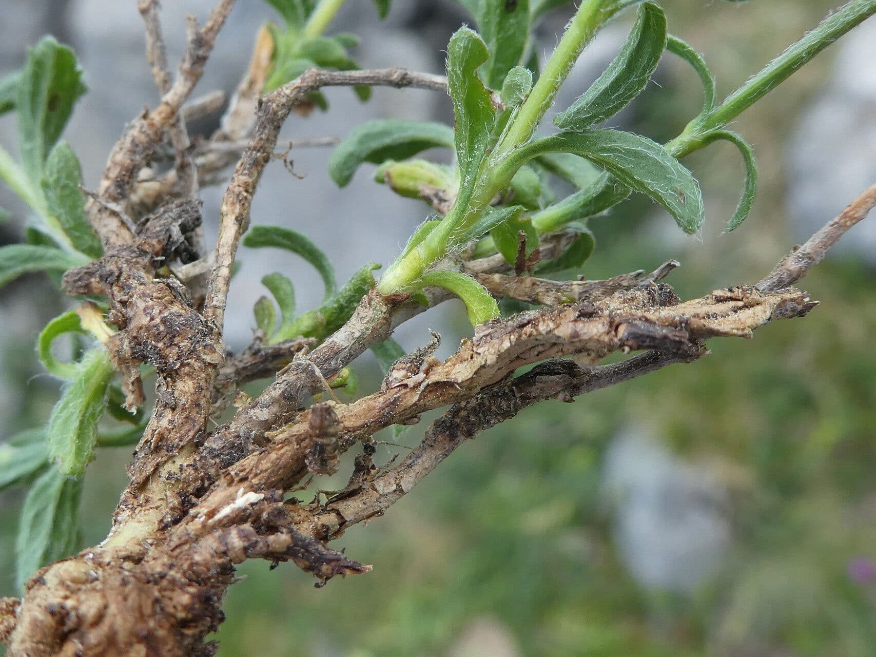 Sideritis hyssopifolia 24