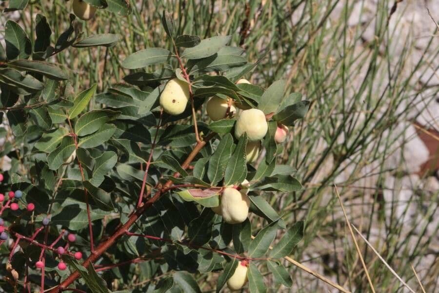 Cornicabra 19