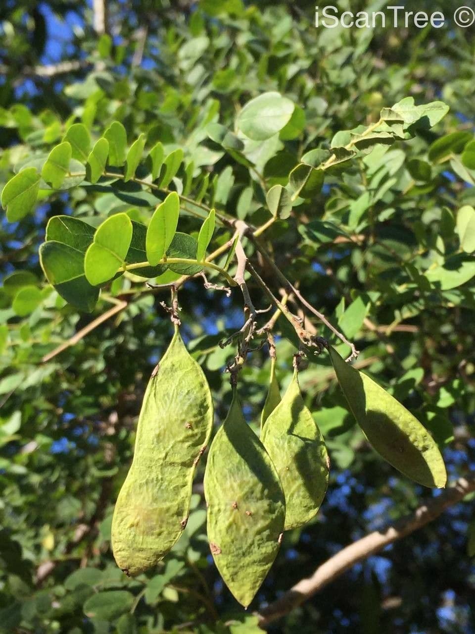 Ebano africano