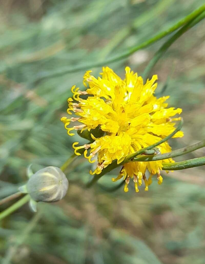 Thelesperma 4