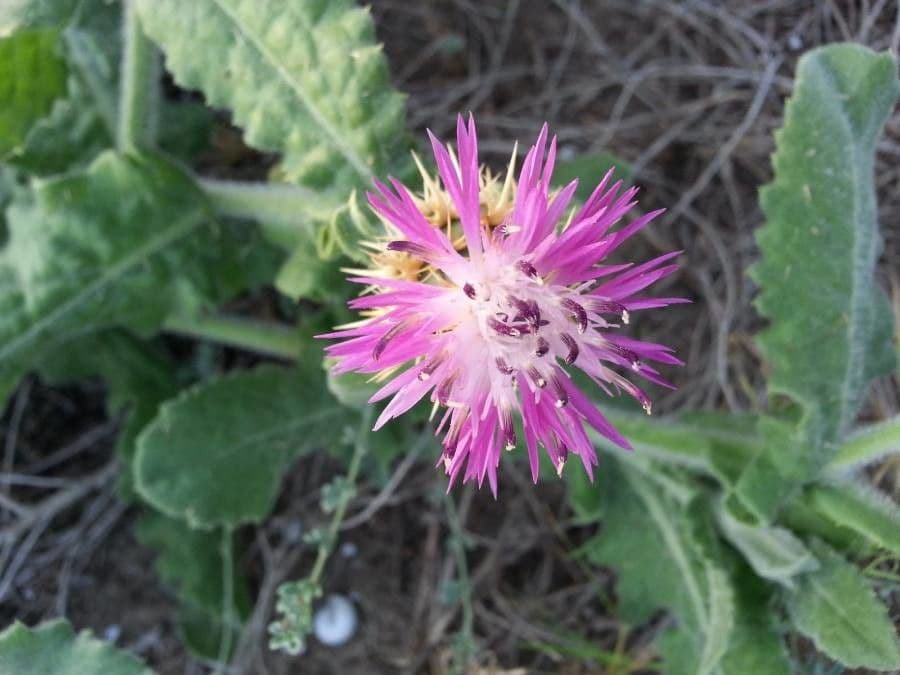 Centaurea 19